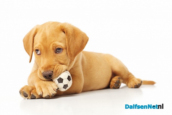 Tip van de dierenarts!
