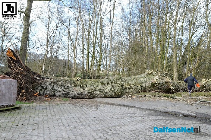 Grote boom aan de Marshoekersteeg valt om - Foto: Johan Bokma