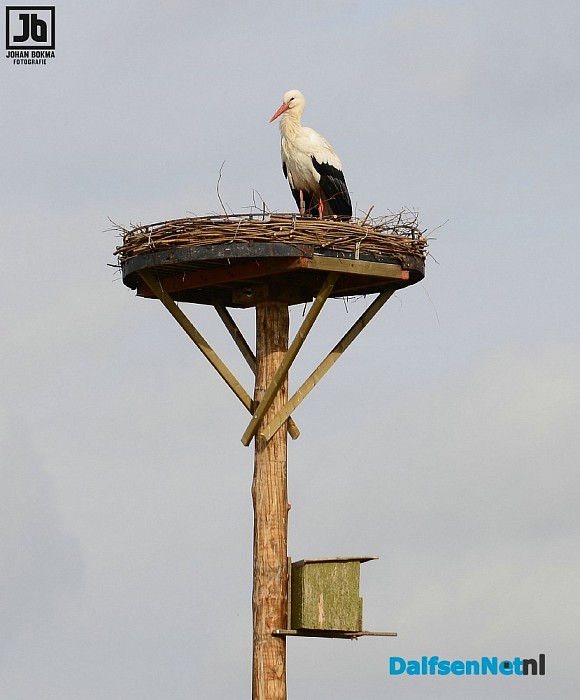 Juffrouw ooievaar bij Antje op bezoek - Foto: Johan Bokma