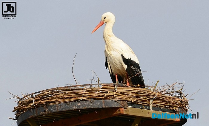 Juffrouw ooievaar bij Antje op bezoek - Foto: Johan Bokma