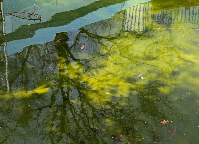 schoonmaakwerkzaamheden bassin zwembad - Foto: Paul Scholten