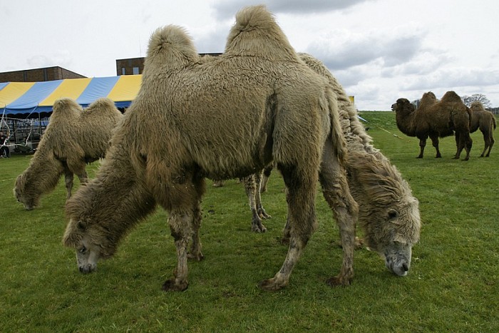 Circus Renz in Dalfsen - Foto: Paul Scholten