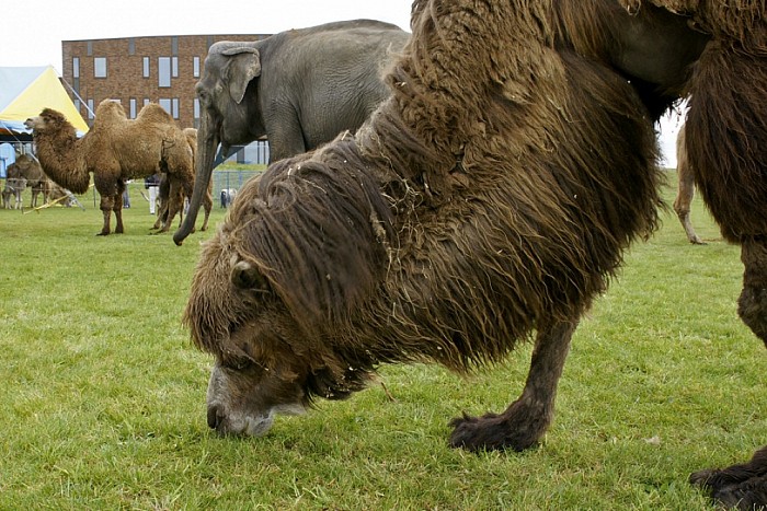 Circus Renz in Dalfsen - Foto: Paul Scholten