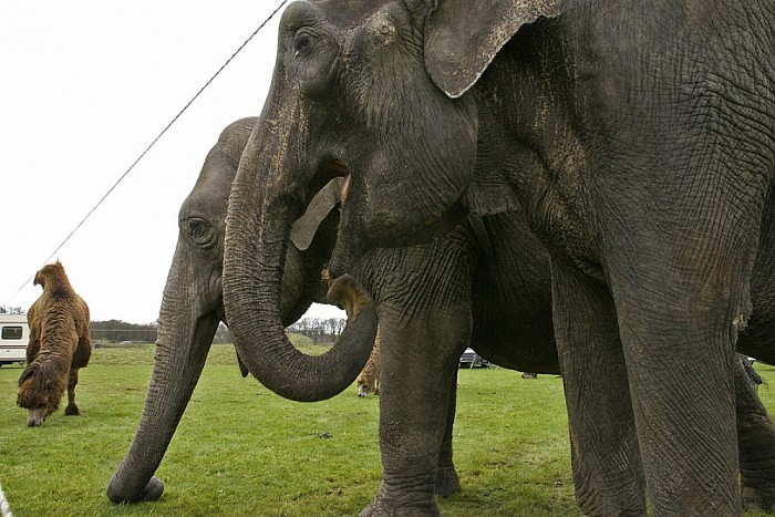 Circus Renz in Dalfsen - Foto: Paul Scholten