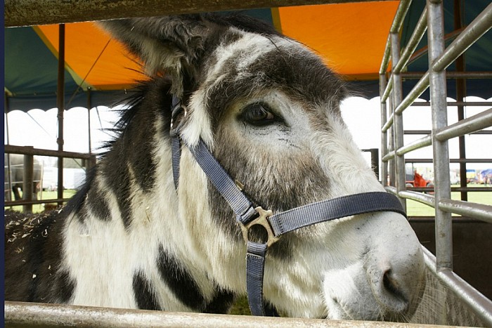 Circus Renz in Dalfsen - Foto: Paul Scholten