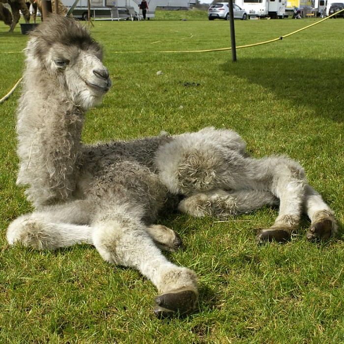 Circus Renz in Dalfsen - Foto: Paul Scholten