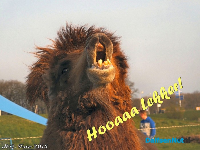 Als dieren konden praten. - Foto: H.G. Foto