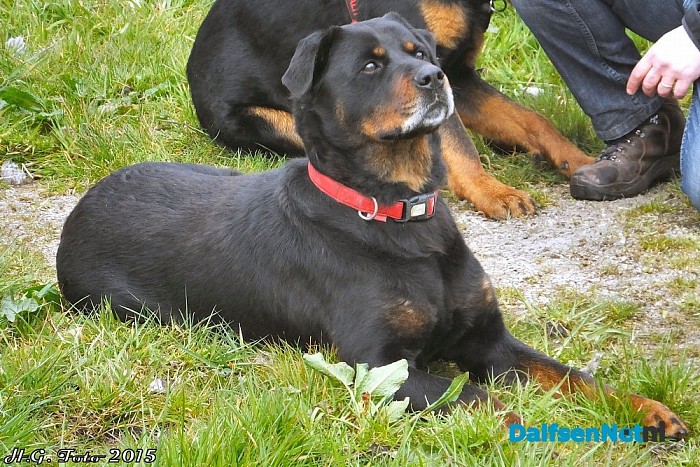 Honden reünie op pleisterplaats de Stokte.