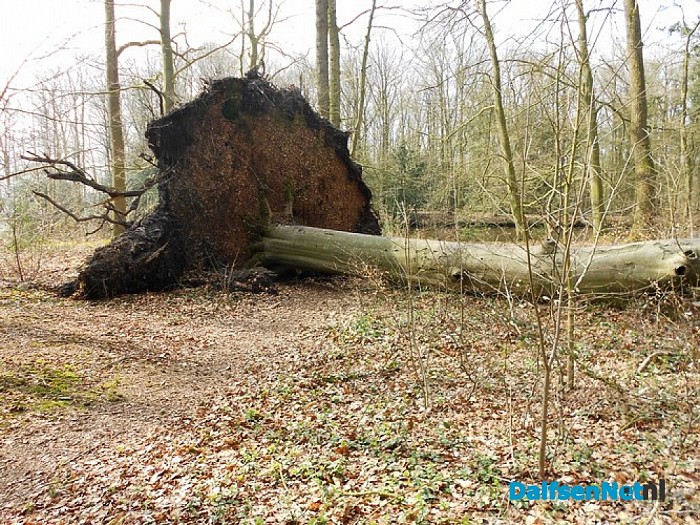 Wind hielp de houthakker een handje
