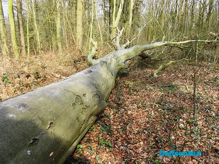 Wind hielp de houthakker een handje