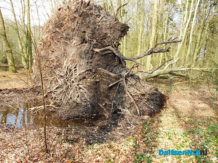 Wind hielp de houthakker een handje