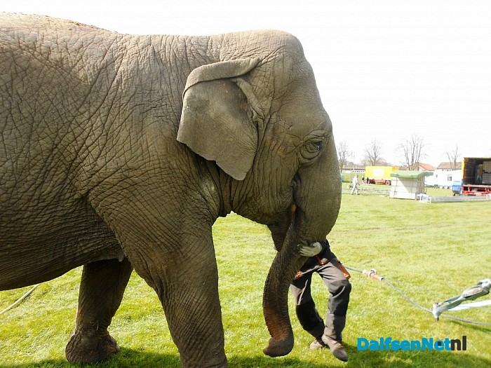 Ondeugende olifant stapt gewoon over afzetting