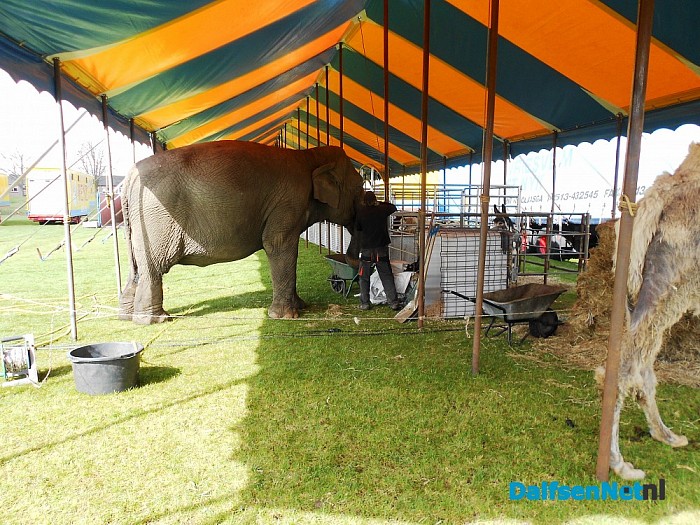 Ondeugende olifant stapt gewoon over afzetting