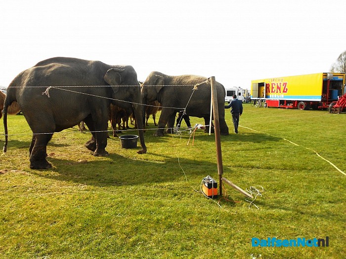 Ondeugende olifant stapt gewoon over afzetting