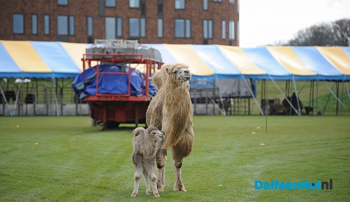 Net geboren kameeltje bij circus Renz - Foto: Johan Bokma