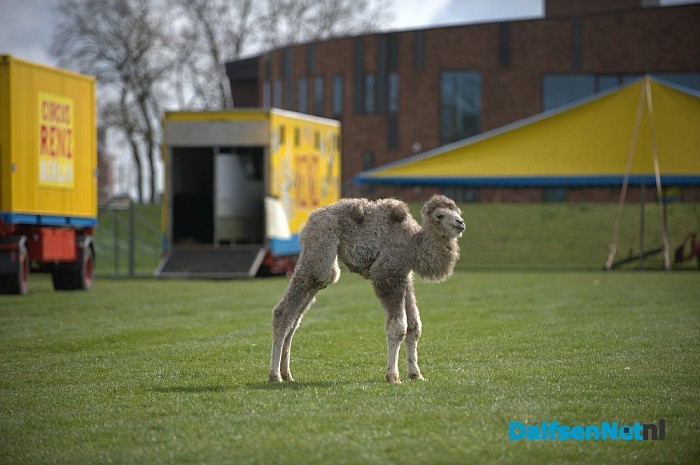 Net geboren kameeltje bij circus Renz - Foto: Johan Bokma