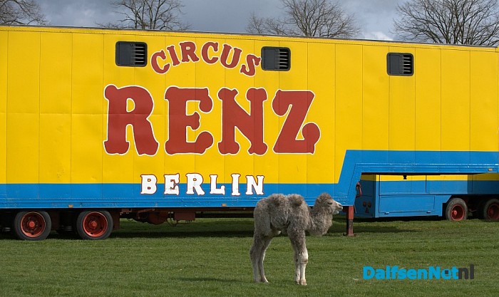 Net geboren kameeltje bij circus Renz - Foto: Johan Bokma