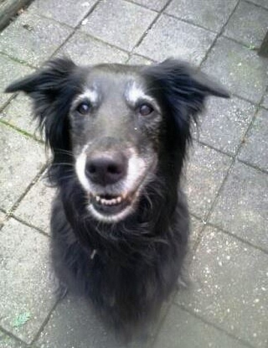 Hond zoek in Dalfsen - Foto: Eigen geleverde foto