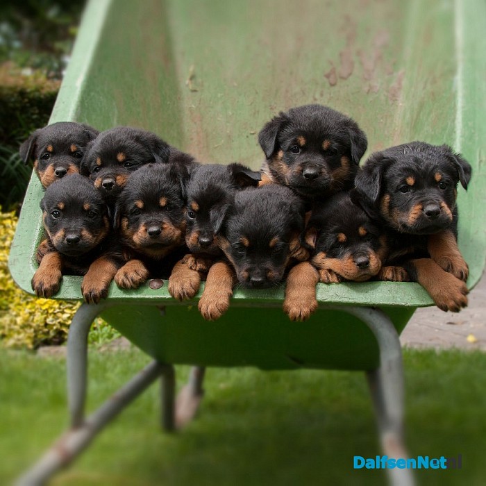 Honden reünie op pleisterplaats de Stokte.