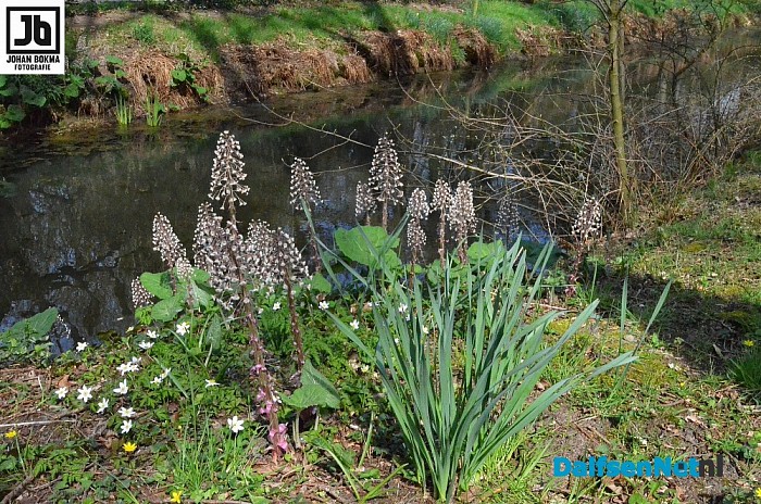 De lente is echt begonnen! - Foto: Johan Bokma