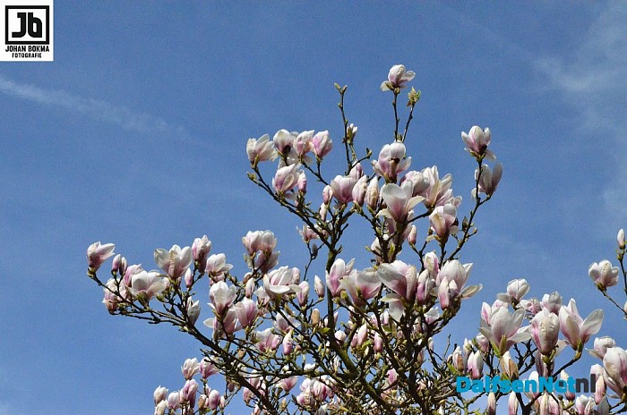 De lente is echt begonnen! - Foto: Johan Bokma