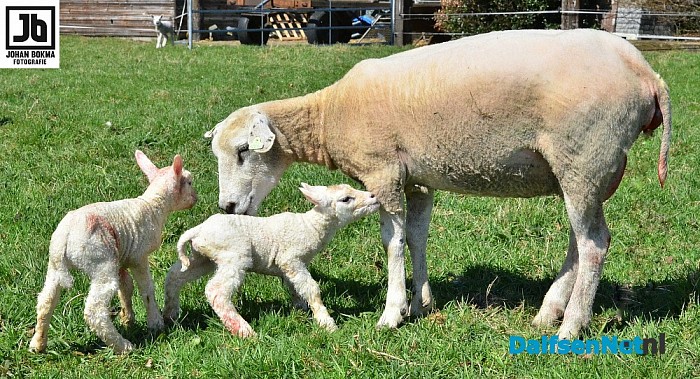 Er worden weer volop lammetjes geboren - Foto: Johan Bokma