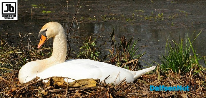De lente is echt begonnen! - Foto: Johan Bokma