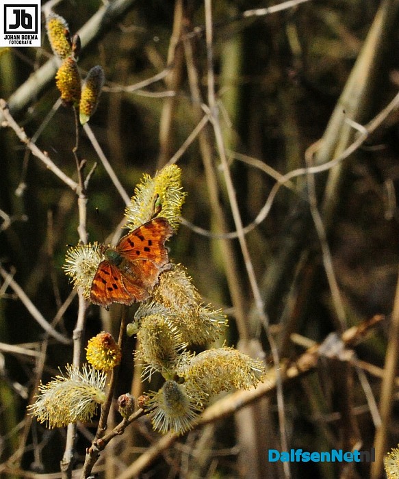 De lente is echt begonnen! - Foto: Johan Bokma