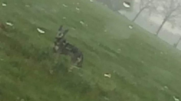 Wolf gespot vlakbij Nieuwleusen?
