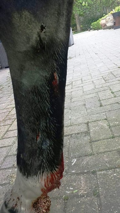 Ernstige paardenmishandeling Nieuwleusen - Foto: Eigen geleverde foto