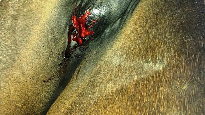 Ernstige paardenmishandeling Nieuwleusen - Foto: Eigen geleverde foto