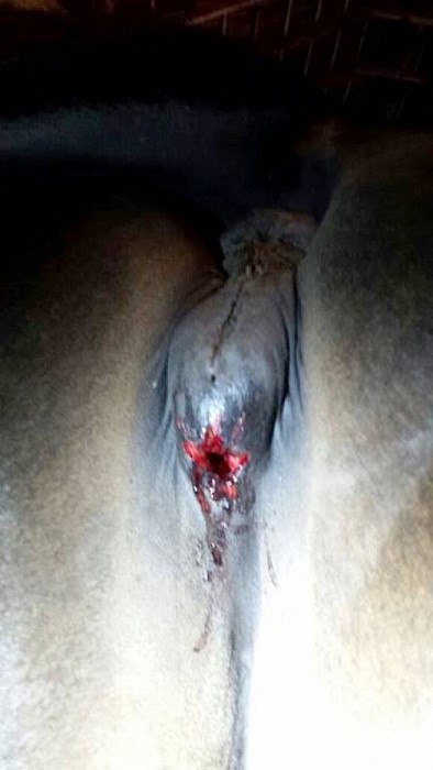 Ernstige paardenmishandeling Nieuwleusen - Foto: Eigen geleverde foto