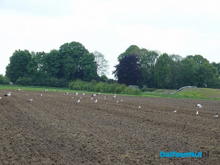 15 ooievaars bij elkaar in Dalfsen