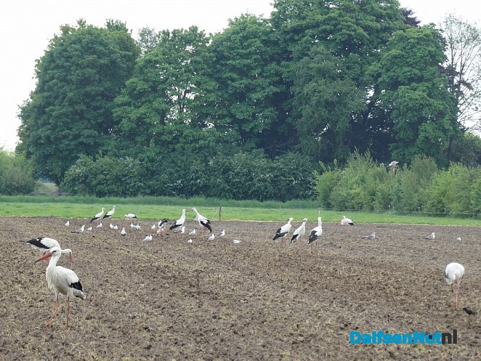 15 ooievaars bij elkaar in Dalfsen