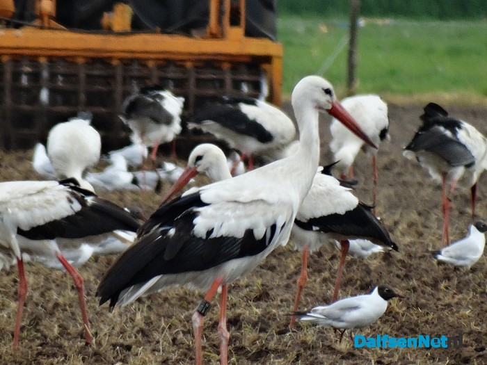 15 ooievaars bij elkaar in Dalfsen