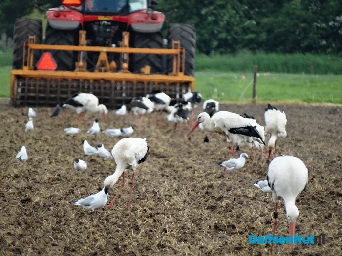 15 ooievaars bij elkaar in Dalfsen