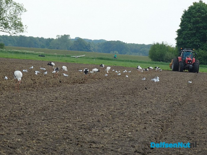 15 ooievaars bij elkaar in Dalfsen