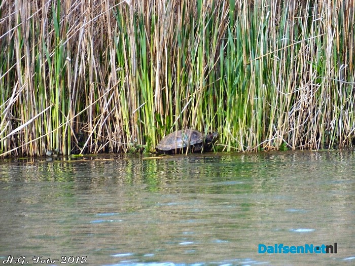 Rondje Bellingeweer. - Foto: H.G. Foto