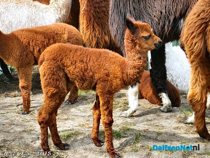 Alpaca’s scheren, eens weer wat anders dan schapen. - Foto: H.G. Foto