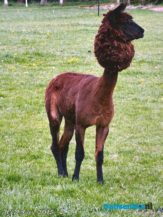 Alpaca’s scheren, eens weer wat anders dan schapen. - Foto: H.G. Foto