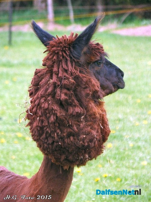 Alpaca’s scheren, eens weer wat anders dan schapen. - Foto: H.G. Foto