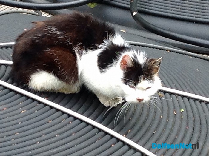 Van wie is deze kat.