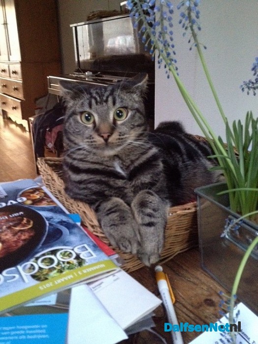 Jonge kater vermist genaamd Mo (Mootje)