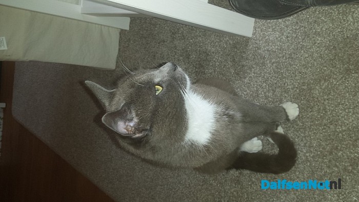 kater ‘Muis’ vermist