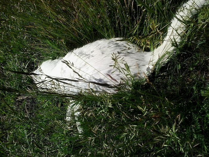 Wie is er een witte kat kwijt in Dalfsen? - Foto: Eigen geleverde foto