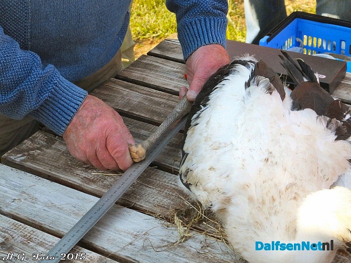 Jonge ooievaar Hoonhorst geringd. - Foto: H.G. Foto