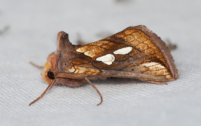Nachtvlinders op de Horte 26 juni - Foto: Eigen geleverde foto