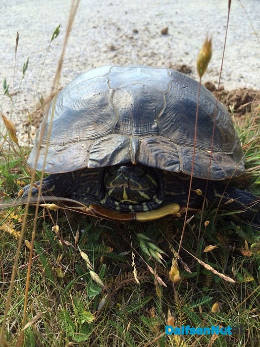 Roodwangschildpad legt eieren op de Bellingeweer Dalfsen