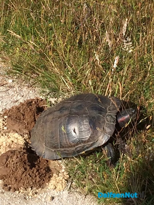 Roodwangschildpad legt eieren op de Bellingeweer Dalfsen