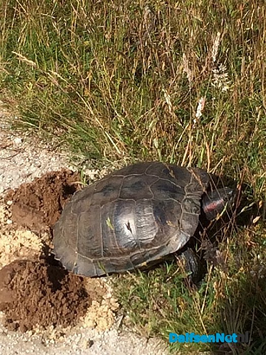 Vraag van een lezer: over de Roodwangschildpad